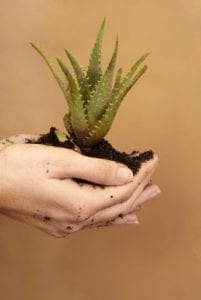 woman holding a loose aloe vera plant with dirt